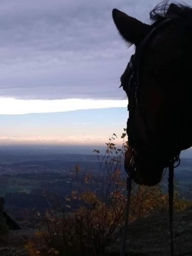 周邊環境, Reiterhof Mühlbauer (Reiterhof Muhlbauer) in 格拉特斯多夫