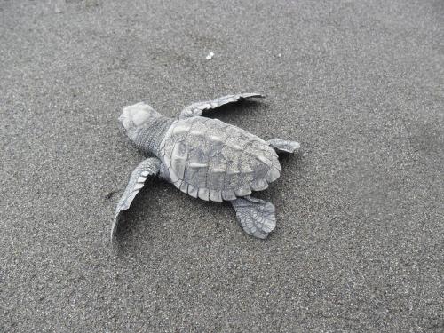 The Humpback Turtle