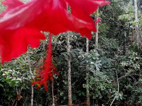 Ella Jungle Inn Homestay And Tree House - image 4