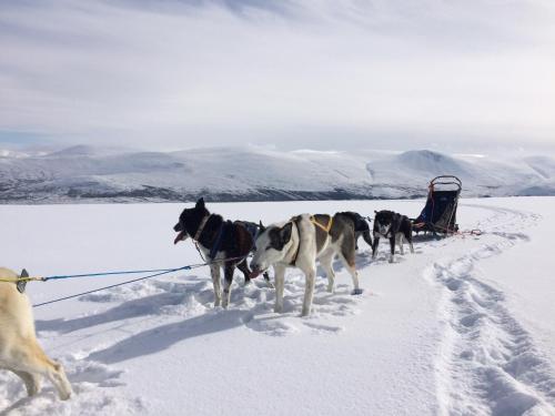 Jotunheimen Husky Lodge - image 2