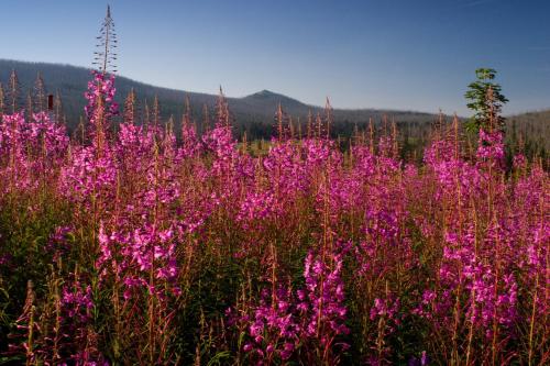 Pension Arnika in โมดราวา