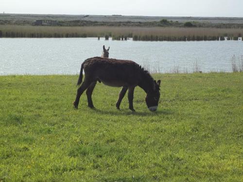 Camping Les Galets de la Molliere - image 6