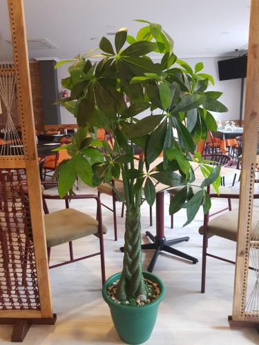 Hostal Restaurante El Abuelo