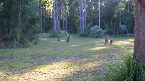 NRMA Darlington Beach Holiday Resort