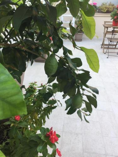 B&B Radici - image 11