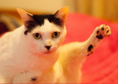3 Feet Cat – Nangan, Lienchiang, MD