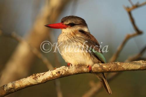 Kwalucia Private Safari Retreat