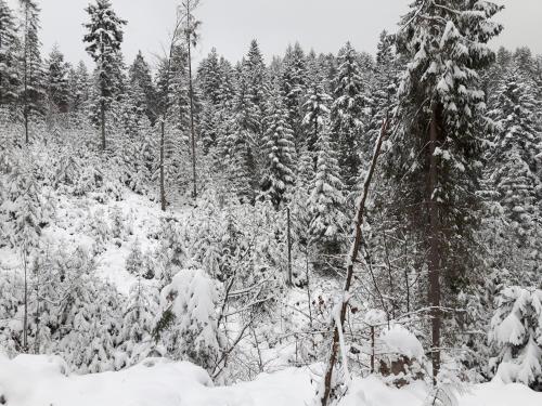 Bacówka w sercu gór - dom z bali w Gorcach Bacówka w sercu gór - dom z bali w Gorcach