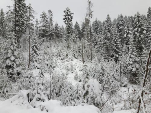 Bacówka w sercu gór - dom z bali w Gorcach Bacówka w sercu gór - dom z bali w Gorcach