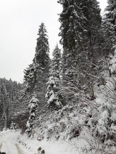 Bacówka w sercu gór - dom z bali w Gorcach Bacówka w sercu gór - dom z bali w Gorcach