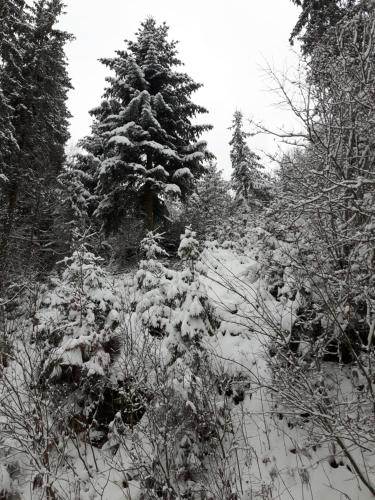 Bacówka w sercu gór - dom z bali w Gorcach Bacówka w sercu gór - dom z bali w Gorcach