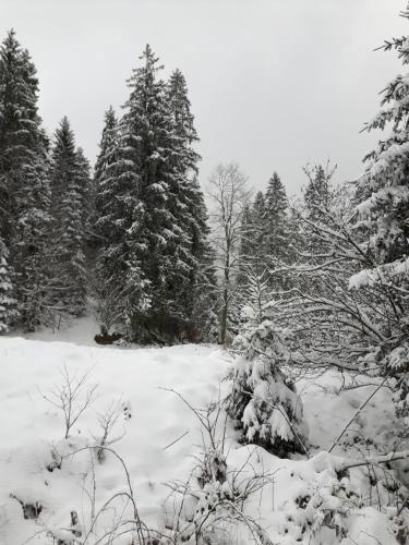 Bacówka w sercu gór - dom z bali w Gorcach Bacówka w sercu gór - dom z bali w Gorcach