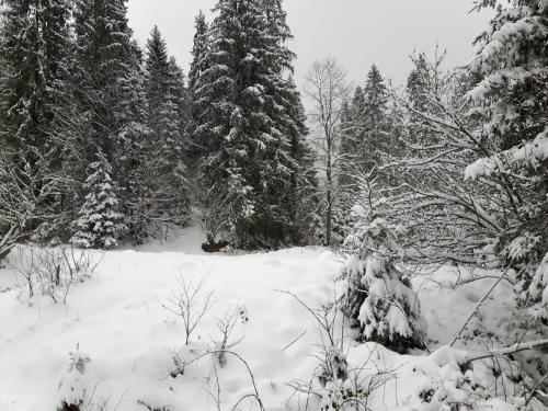 Bacówka w sercu gór - dom z bali w Gorcach Bacówka w sercu gór - dom z bali w Gorcach