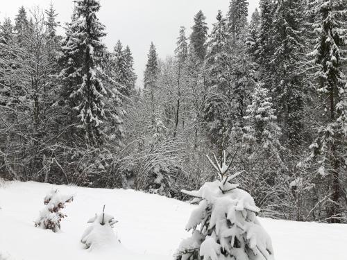 Bacówka w sercu gór - dom z bali w Gorcach Bacówka w sercu gór - dom z bali w Gorcach