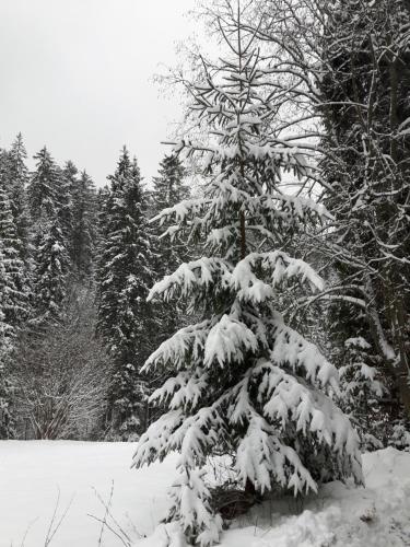 Bacówka w sercu gór - dom z bali w Gorcach Bacówka w sercu gór - dom z bali w Gorcach