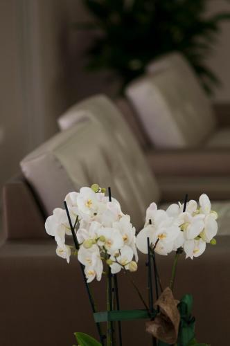 Alma di Alghero Hotel - image 6