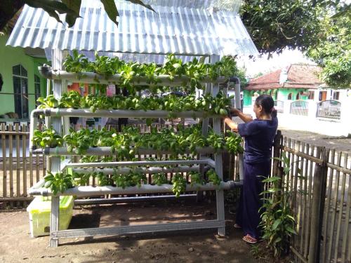Homestay makmun