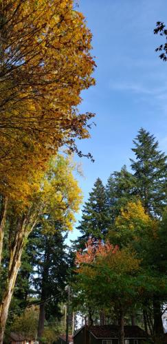 Malahat Bungalows Motel