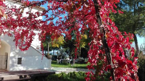  Casale Fonte delle Pietre in Offida