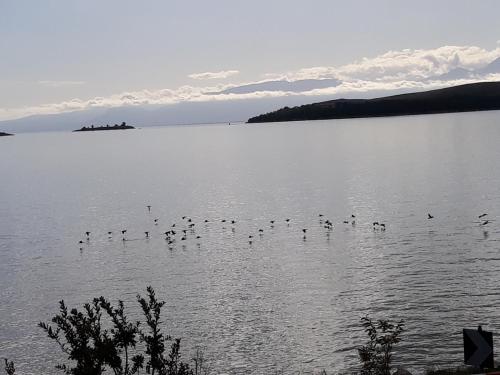 Niriides, Galaxidhion (foto 7)