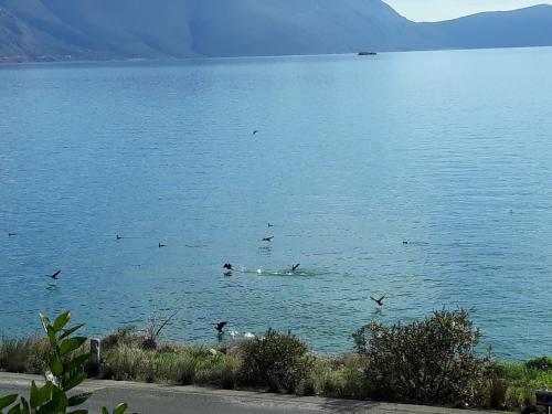Niriides, Galaxidhion (foto 6)