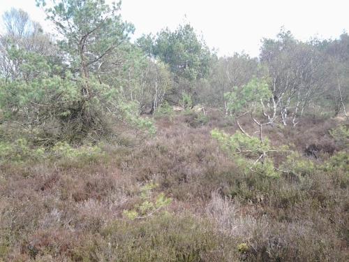 Ferienhaus Langenmoor in der Natur! Abschalten in der Abgelegenheit! Haustiere willkommen!