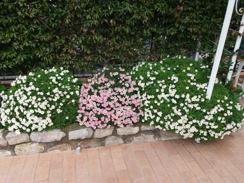Garden on the Sea, Vico Equense (Foto 7)