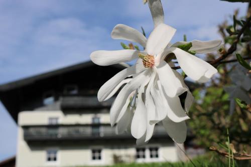  Haus Brandstätter in Eben im Pongau