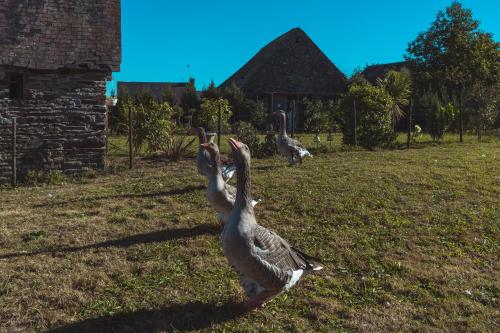 สวน, Les Colombes de la Baie du Mont Saint-Michel in ปงตอซง