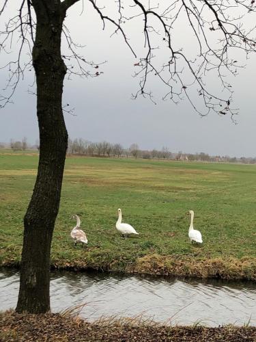 Ferienwohnung im Park 1