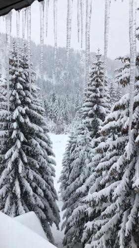Montana Jahorina - image 4