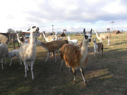 Farma Wenet in เวลกาเวส