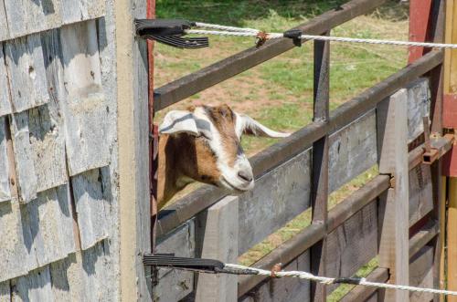 Bugaboo Cottages Bugaboo Cottages