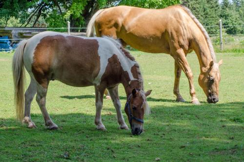 Bugaboo Cottages Bugaboo Cottages