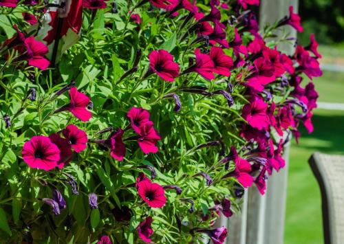 Bugaboo Cottages Bugaboo Cottages