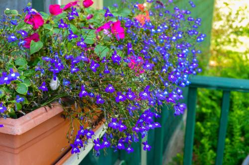 Bugaboo Cottages Bugaboo Cottages