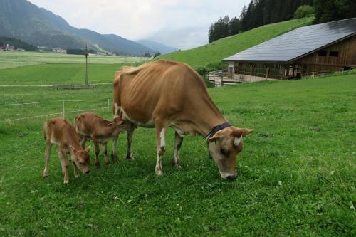 Baumannhof, Toblach (fotografie 3)