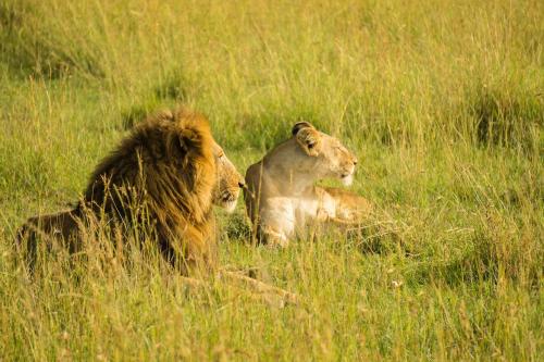 The Gir Harmony Hotel