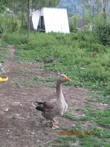 Agriturismo Al Marnich - image 6