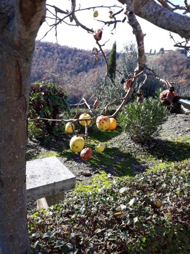 San Lorenzo Agriturismo