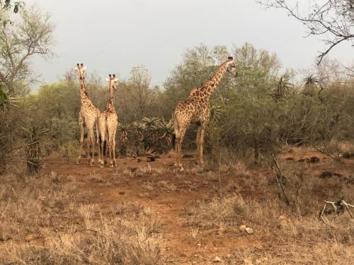 3433 on Klipspringer Marloth Park Kruger