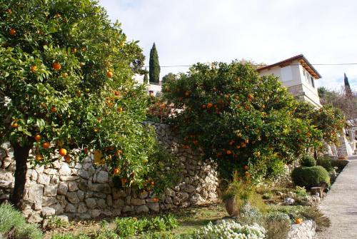 Three oranges - Tap to explore photos