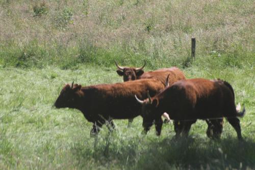 LE RELAIS DES PLANQUETTES chambre d'hôte Nieudan