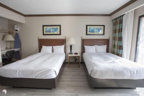 Standard Double Suite with Two Double Beds