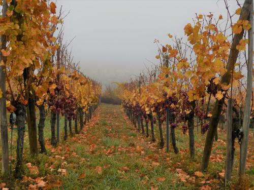 Le Grenier Des Arômes Au Domaine Wittmann