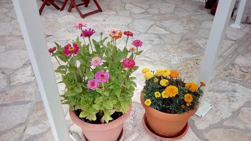 Apartmani Pilić Ljiljana - image 11