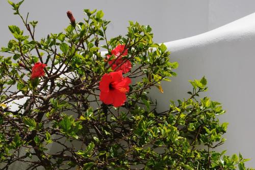 Aegeo Hotel - image 2