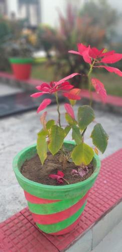 Om Shanti Guest House photo