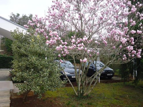  Apartmani Mirjana Valica in Umag