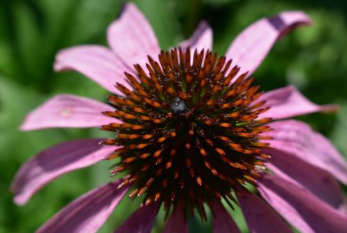  Paplak Vendégház az Arborétum mellett in Zirc